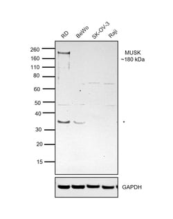 Invitrogen MUSK Monoclonal Antibody (10A4) 100 &mu;L; Unconjugated:Antibodies,