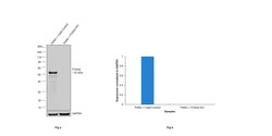 Invitrogen FOXA2 Monoclonal Antibody (7H4B7) 100 &mu;L; Unconjugated:Antibodies,