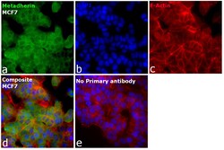Invitrogen Metadherin Monoclonal Antibody (2F11C3) 100 &mu;L; Unconjugated:Antibodies,
