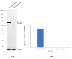 Invitrogen Metadherin Monoclonal Antibody (2F11C3) 100 &mu;L; Unconjugated:Antibodies,