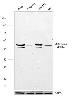 Invitrogen Metadherin Monoclonal Antibody (2F11C3) 100 &mu;L; Unconjugated:Antibodies,