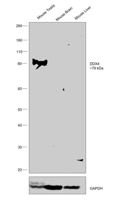 Invitrogen DDX4 Monoclonal Antibody (2F9H5) 100 &mu;g; Unconjugated:Antibodies,