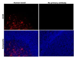 Invitrogen CD38 Monoclonal Antibody (6E12D4A12) 100 &mu;L; Unconjugated:Antibodies,