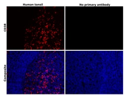 Invitrogen CD38 Monoclonal Antibody (6E12D4A12) 100 &mu;L; Unconjugated:Antibodies,