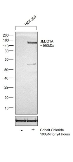 JMJD1A Monoclonal Antibody (1E12):Antibodies, Monoclonal