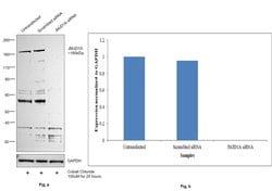 JMJD1A Monoclonal Antibody (1E12):Antibodies, Monoclonal