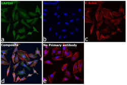 Invitrogen GAPDH Loading Control Monoclonal Antibody (GA1R), DyLight 488 50 &mu;L | Buy Online | Invitrogen&trade; | Fisher Scientific