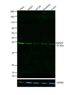 Invitrogen GAPDH Loading Control Monoclonal Antibody (GA1R), DyLight 488 50 &mu;L | Buy Online | Invitrogen&trade; | Fisher Scientific