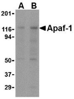 Invitrogen APAF1 Monoclonal Antibody (2E10) 100 &mu;g | Buy Online | Invitrogen&trade; | Fisher Scientific