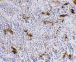 Invitrogen DC-SIGN Monoclonal Antibody (5D7) 100 &mu;g; Unconjugated:Antibodies,