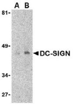 Invitrogen DC-SIGN Monoclonal Antibody (8B6) 100 &mu;g; Unconjugated:Anticuerpos