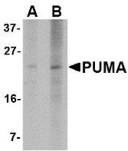 Invitrogen PUMA alpha Monoclonal Antibody (2A8F6) 100 &mu;g; Unconjugated:Antibodies