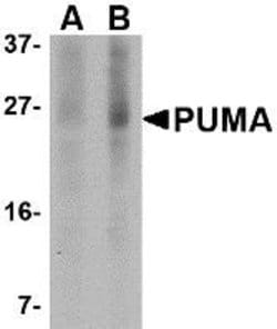 Invitrogen PUMA alpha Monoclonal Antibody (2A9G5) 100 &mu;g; Unconjugated:Antibodies,