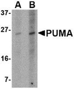 Invitrogen PUMA alpha Monoclonal Antibody (10D4G7) 100 &mu;g | Buy Online | Invitrogen&trade; | Fisher Scientific