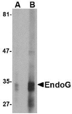 Invitrogen ENDOG Monoclonal Antibody (7G1C10) 100 &mu;g | Buy Online | Invitrogen&trade; | Fisher Scientific