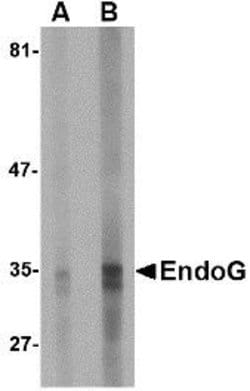 Invitrogen ENDOG Monoclonal Antibody (7G1G10) 100 &mu;g; Unconjugated:Antibodies,