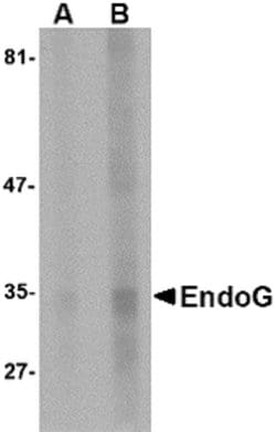 Invitrogen ENDOG Monoclonal Antibody (7F2D7) 100 &mu;g; Unconjugated:Antibodies,