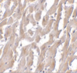 Invitrogen MyD88 Monoclonal Antibody (2E9C2) 100 &mu;g; Unconjugated:Antibodies,