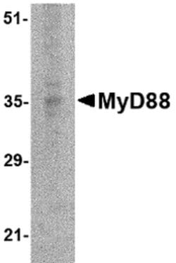 Invitrogen MyD88 Monoclonal Antibody (2E9C2) 100 &mu;g; Unconjugated:Antibodies,