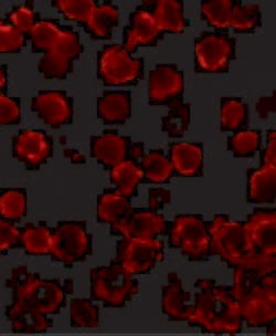 Invitrogen Bim Monoclonal Antibody (1C2H4) 100 &mu;g; Unconjugated:Antibodies,