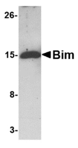 Invitrogen Bim Monoclonal Antibody (1C2H4) 100 &mu;g; Unconjugated:Antibodies,