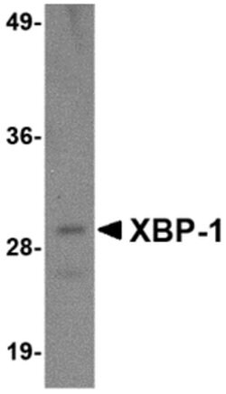 Invitrogen XBP1 Monoclonal Antibody (3H1G4) 100 &mu;g; Unconjugated:Antibodies,
