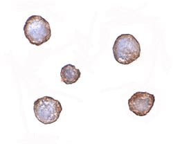 Invitrogen XBP1 Monoclonal Antibody (9B7E5) 100 &mu;g; Unconjugated:Antibodies,