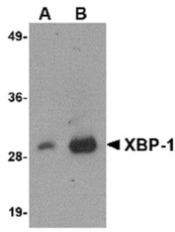 Invitrogen XBP1 Monoclonal Antibody (9B7E5) 100 &mu;g; Unconjugated:Antibodies,