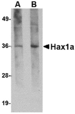 Invitrogen HAX1 Monoclonal Antibody (8F9G7) 100 &mu;g | Buy Online | Invitrogen&trade; | Fisher Scientific