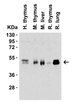 Invitrogen CD4 Monoclonal Antibody (8G1B12) 100 &mu;g | Buy Online | Invitrogen&trade; | Fisher Scientific