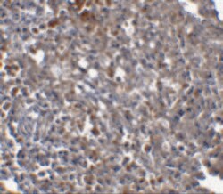 Invitrogen ORAI1 Monoclonal Antibody (6D11A11) 100 &mu;g | Buy Online | Invitrogen&trade; | Fisher Scientific