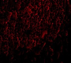 Invitrogen ORAI3 Monoclonal Antibody (2H2G9) 100 &mu;g | Buy Online | Invitrogen&trade; | Fisher Scientific