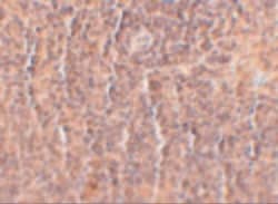 Invitrogen ORAI3 Monoclonal Antibody (2H2G9) 100 &mu;g | Buy Online | Invitrogen&trade; | Fisher Scientific