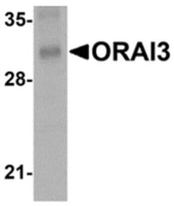 Invitrogen ORAI3 Monoclonal Antibody (1B4F1) 100 &mu;g; Unconjugated:Antibodies,