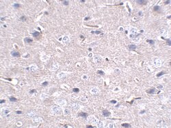 Invitrogen PD-1 Monoclonal Antibody (12A7D7) 100 &mu;g; Unconjugated:Anticuerpos