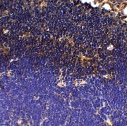 Invitrogen PD-1 Monoclonal Antibody (12A7D7) 100 &mu;g; Unconjugated:Anticuerpos