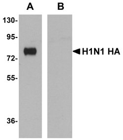 Invitrogen Influenza A H1N1 HA Monoclonal Antibody (7H12F6) 100 &mu;g;