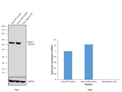 Invitrogen Beclin 1 Monoclonal Antibody (2A4) 100 &mu;L; Unconjugated:Antibodies,