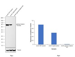 Invitrogen gamma Catenin Monoclonal Antibody (4C12) 100 &mu;L; Unconjugated:Antibodies,