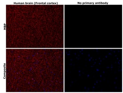 Invitrogen MBP Monoclonal Antibody (2H9) 100 &mu;L | Buy Online | Invitrogen&trade; | Fisher Scientific