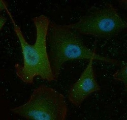 Invitrogen TNFRSF11B Monoclonal Antibody (98A1071) 100 &mu;g; Unconjugated:Antibodies,