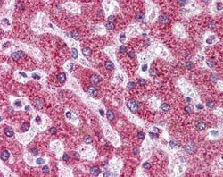 Invitrogen TNFRSF11B Monoclonal Antibody (98A1071) 100 &mu;g; Unconjugated:Antibodies,