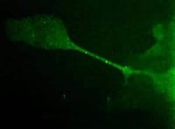 Invitrogen Desmoglein 3 Monoclonal Antibody (5G11) 100 &mu;L; Unconjugated:Antibodies,