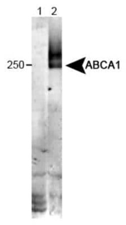 Invitrogen ABCA1 Monoclonal Antibody (HJ1) 100 &mu;L | Buy Online | Invitrogen&trade; | Fisher Scientific