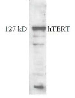 Invitrogen TERT Monoclonal Antibody (2C4) 100 &mu;L | Buy Online | Invitrogen&trade; | Fisher Scientific