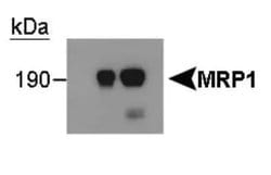 MRP1 Monoclonal Antibody (IU2H10):Antibodies, Monoclonal