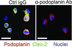 Invitrogen Podoplanin Monoclonal Antibody (8.1.1) 100 &mu;L; Unconjugated:Antibodies,
