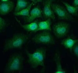 Invitrogen Podoplanin Monoclonal Antibody (8.1.1) 100 &mu;L; Unconjugated:Antibodies,