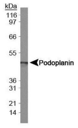 Invitrogen Podoplanin Monoclonal Antibody (8.1.1) 100 &mu;L; Unconjugated:Antibodies,