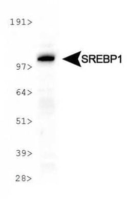 Invitrogen SREBP1 Monoclonal Antibody (2A4) 100 &mu;L; Unconjugated:Antibodies,